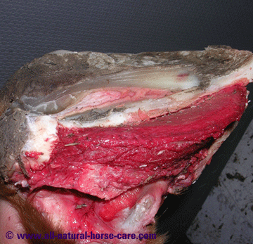 Frog corium lateral - horse hoof anatomy revealed via a dissection