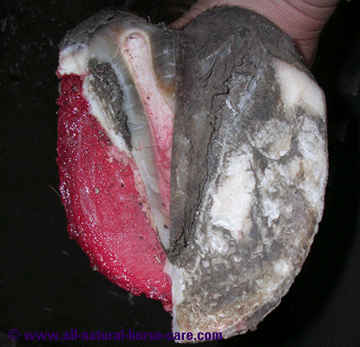 Horse Hoof Anatomy revealed via Dissection Photos