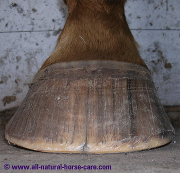 External hoof capsule - horse hoof anatomy revealed via a dissection