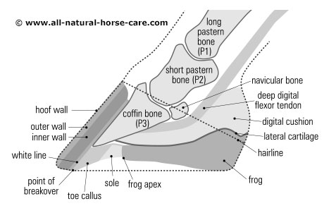 Hoof diagram - sagittal view