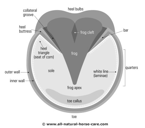 Hoof diagram - sole view, front hoof