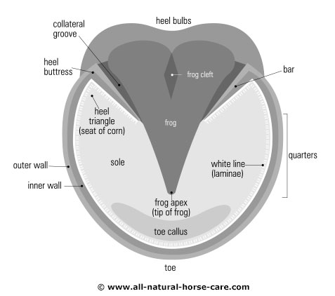 Hoof diagram - sole view, rear hoof