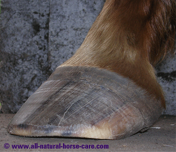 External hoof capsule lateral view - horse hoof anatomy revealed via a dissection