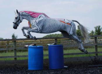 Horse jumping