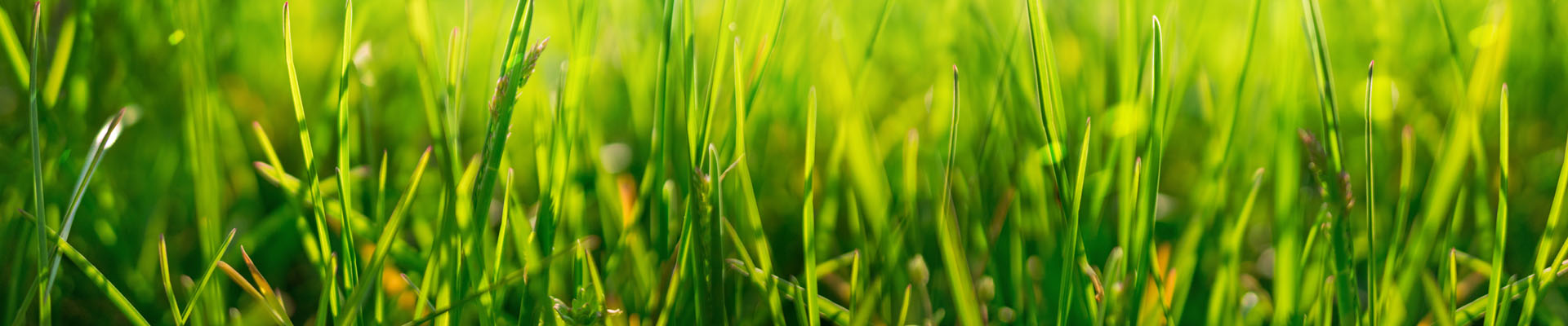 Lush grass header Lush grass header