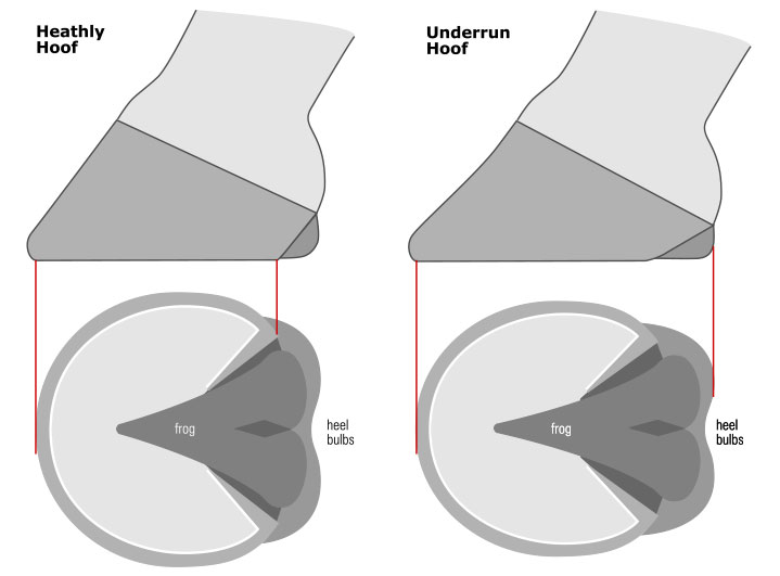 The Equine Documentalist - How and why does a rocker shoe work? Putting  together the lectures of Dr Uno Yxklinten and Dr Ramon Batalla from the  IFRS symposium 2022, we can understand