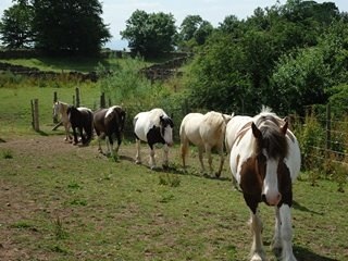 Heading out from the yard where they have been for a drink