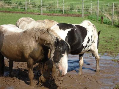 The mud wallow is very poular