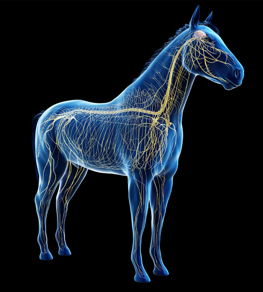 Nerves horse