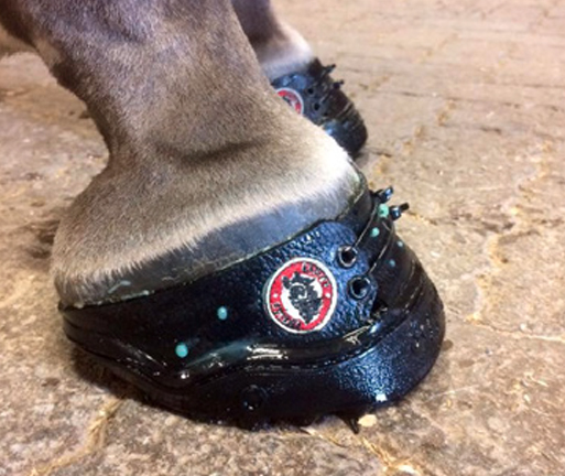 Equine Fusion 24/7 Jogging Shoe