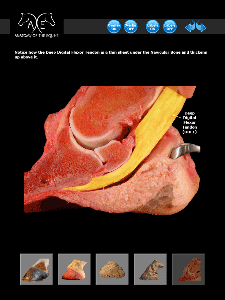 coffin bone ebook