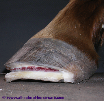Sole thickness - horse hoof anatomy revealed via a dissection