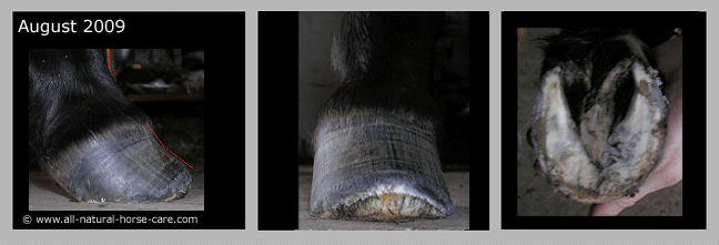 sophie - laminitis