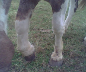 horse with hoof abscess and resultant swollen leg
