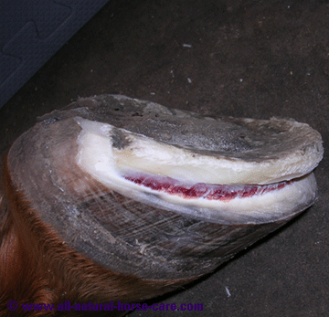 Wall thickness - horse hoof anatomy revealed via a dissection
