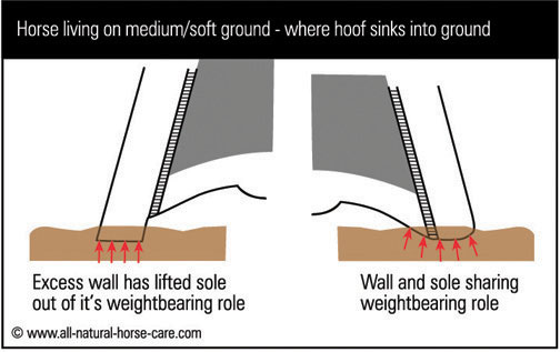 Diagram of a hoof weightbearing on soft ground