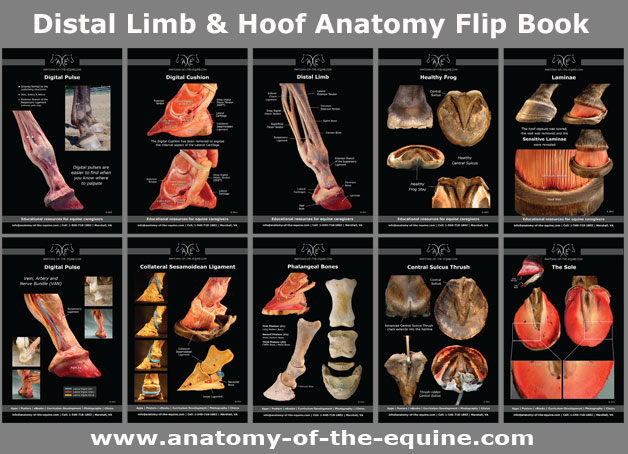 Anatomy of the Equine Distal Limb and Hoof Anatomy Flip Book