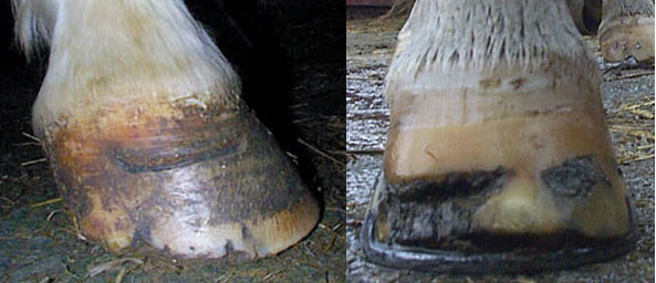 Hoof with abscess holes