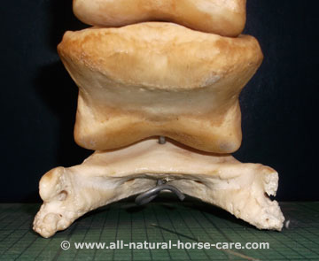 Coffin bone and P2 rear view - horse hoof anatomy revealed via a dissection