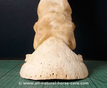 Coffin bone and P2 - horse hoof anatomy revealed via a dissection