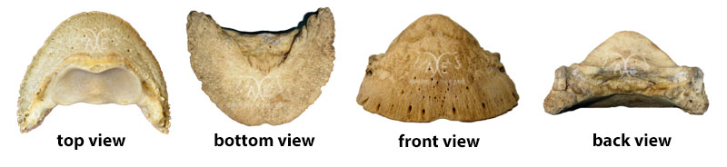 Photos of the coffin bone (P3)