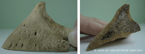 Cross section photos of the horse's coffin bone