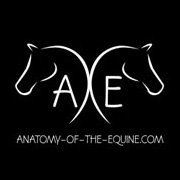 Anatomy of the Equine