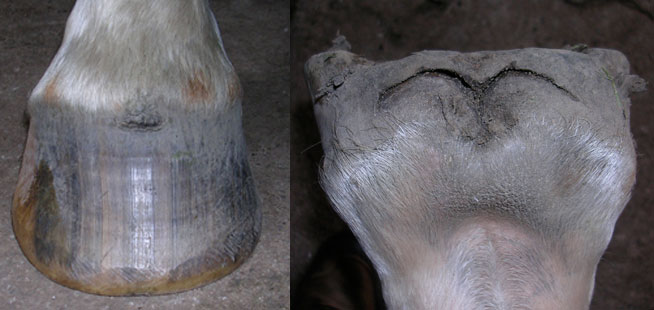 Sub solar hoof abscess