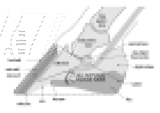 equine hoof cross section diagram