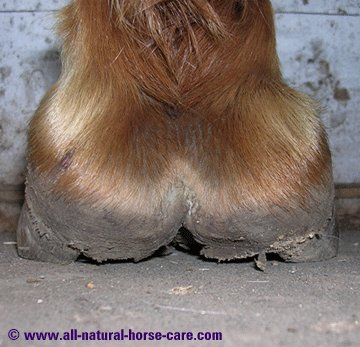External hoof capsule heel view - horse hoof anatomy revealed via a dissection