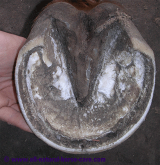 External hoof capsule sole view - horse hoof anatomy revealed via a dissection