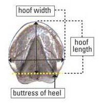 hoof boot measurement