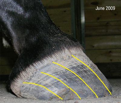 Bent Hoof Tubules