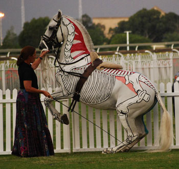 Horse performing Levade