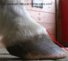 Lateral photo of a horse hoof with laminitis/rotation