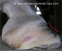 Lateral photo of a horse hoof with laminitis/rotation