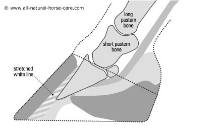 Side view diagram of a horse hoof with laminitis