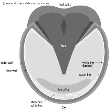 Diagram of horse hoof with stretched white line (laminitis)
