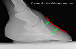 Lateral x-ray of a horse hoof with laminitis