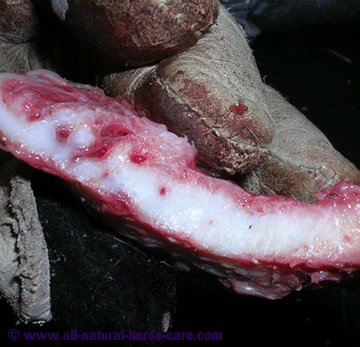 Lateral cartilage cross-section - horse hoof anatomy revealed via a dissection