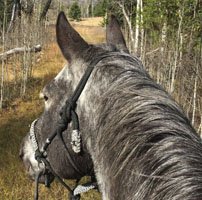 natural horsemanship