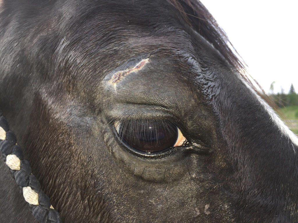 onyx eye cut day 10