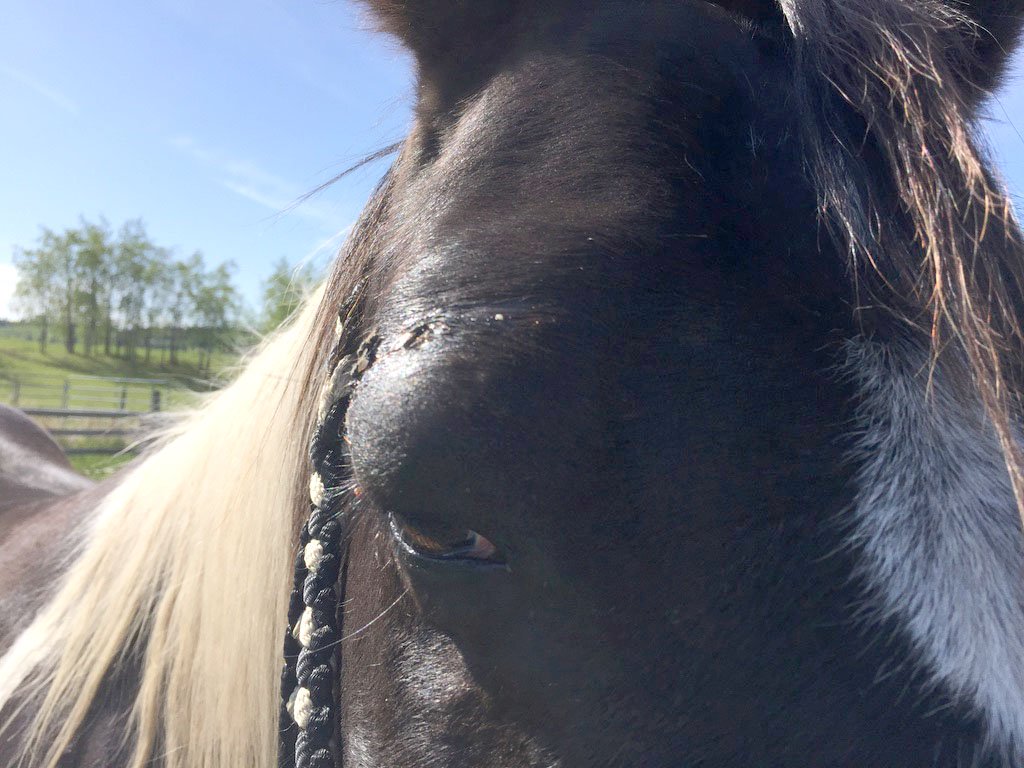 onyx cut eye day 1b