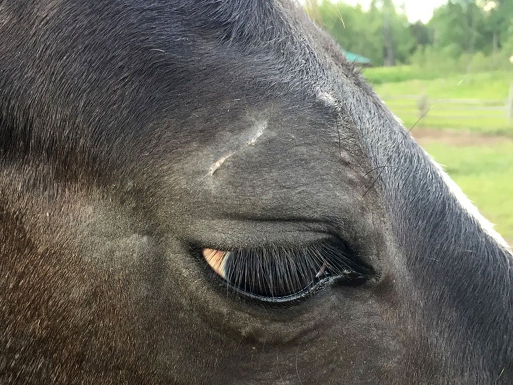 onyx eye cut day 20