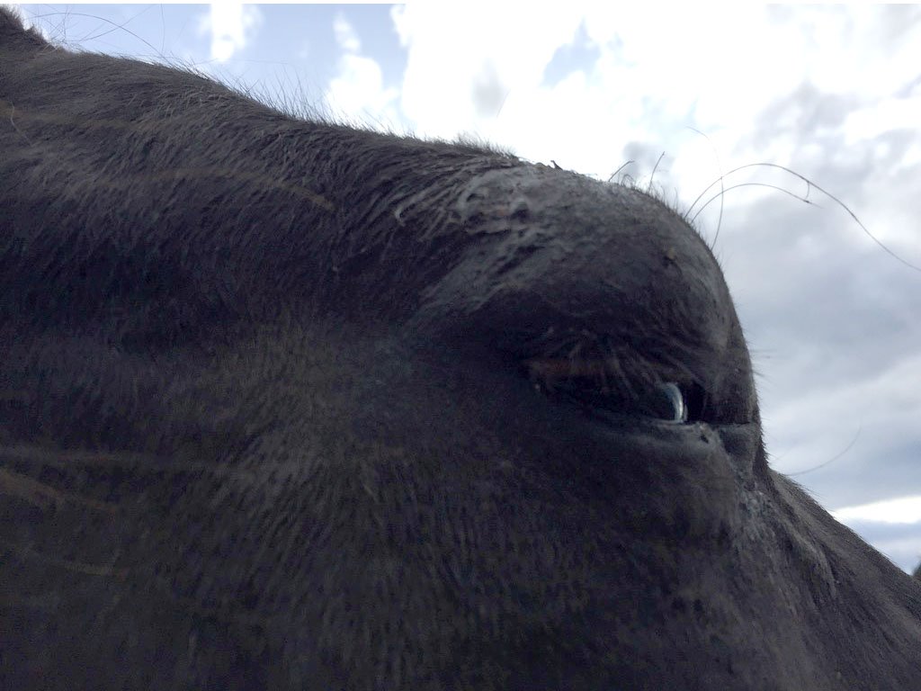 onyx cut eye day 2b