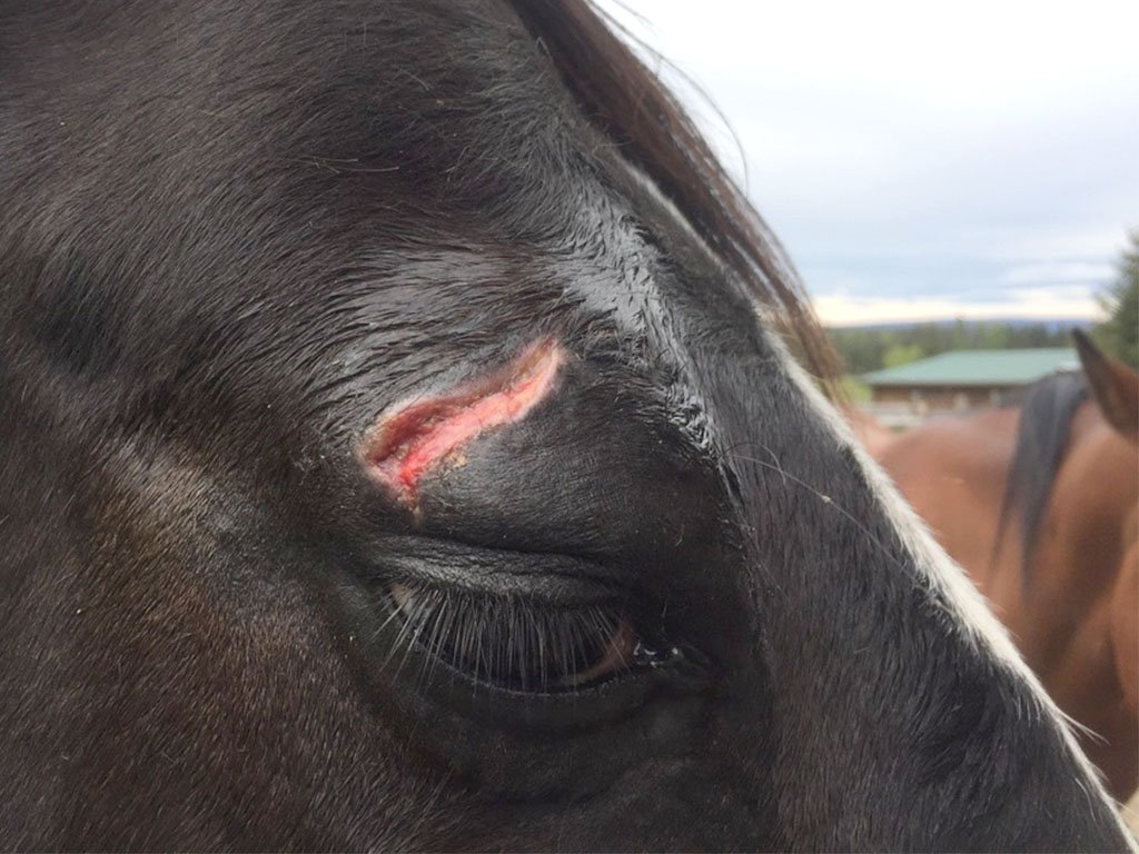 onyx eye cut day 4