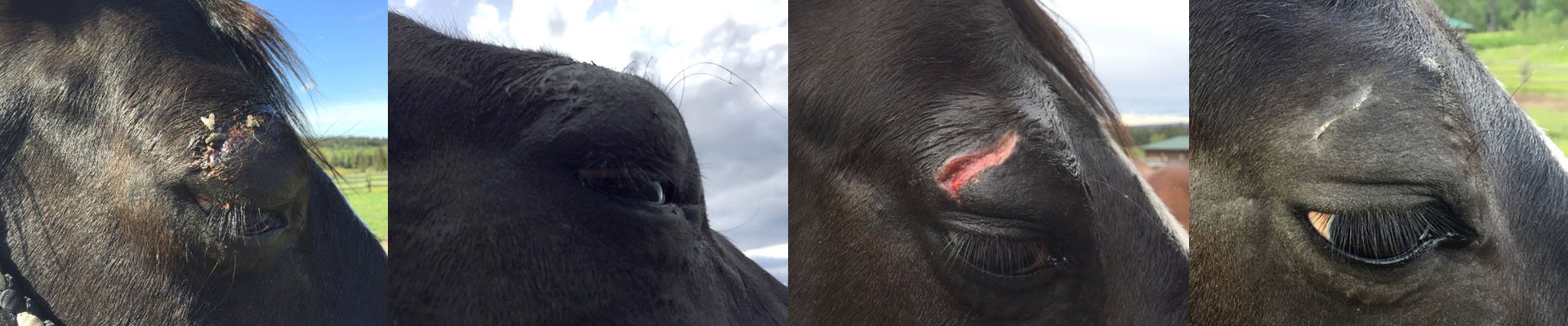 onyx cut eye header