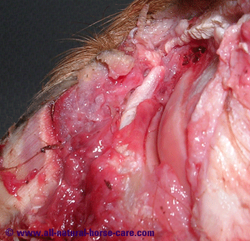 Coffin joint close-up - horse hoof anatomy revealed via a dissection