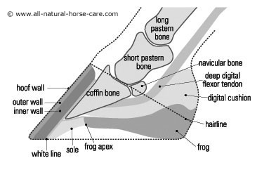 Side view diagram of a healthy horse hoof