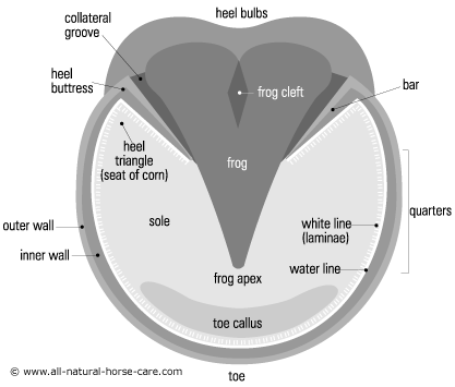 diagram of a healthy horse hoof